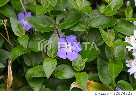 ツルニチニチソウ 22974225