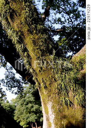 ノキシノブ ノキシノブ 22974229