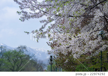 桜の花と白い山 桜の花と白い山 22974292