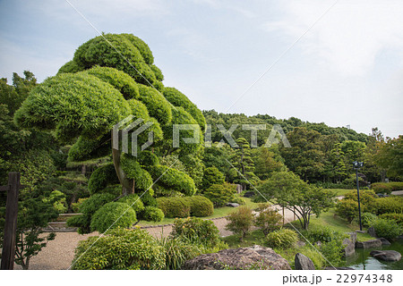大仙公園のイヌマキ 大仙公園のイヌマキ 22974348
