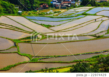 大浦の棚田 水張り風景 大浦の棚田 水張り風景 22974429