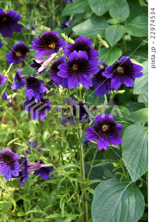 サルピグロッシス・キューブルー(猿面花) サルピグロッシス・キューブルー(猿面花) 22974534