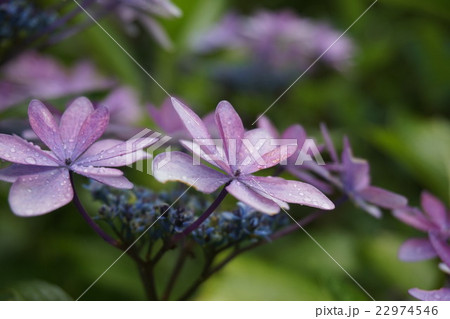 雨も恋する紫陽花 雨も恋する紫陽花 22974546