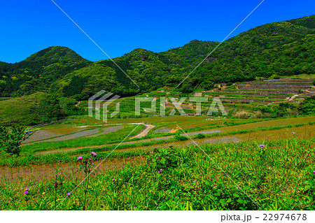 春日の棚田　水張り風景 22974678
