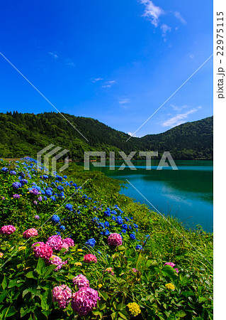 おしどりの池とアジサイ 22975115