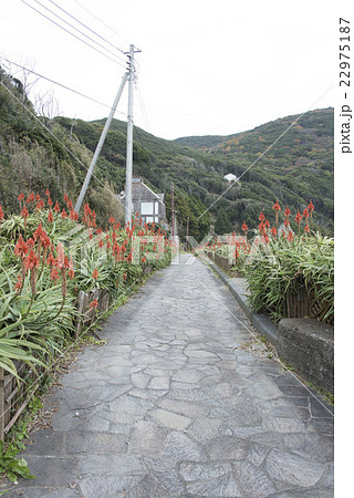 伊豆白浜「アロエの里」 22975187