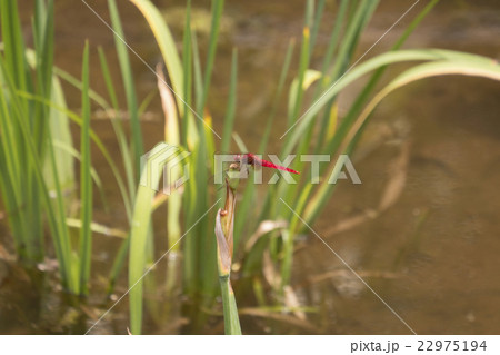 あかとんぼ あかとんぼ 22975194