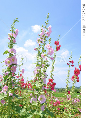 タチアオイの花　　 22975246