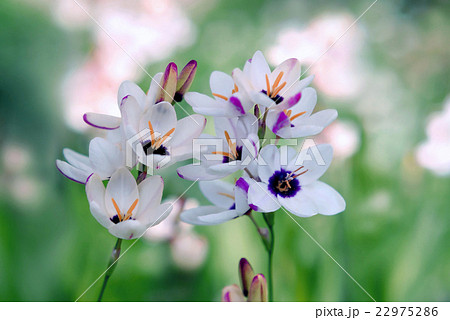 イキシア イキシア 22975286