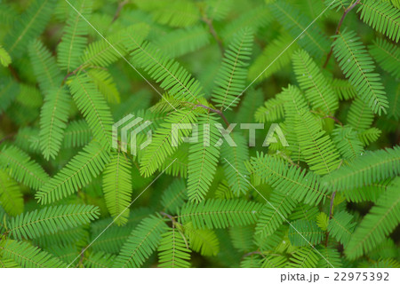 カワラケツメイの葉 22975392