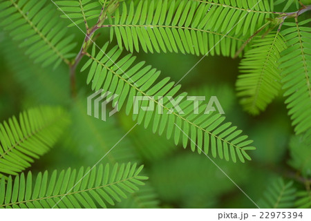 カワラケツメイの葉 22975394