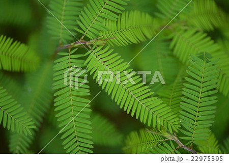 カワラケツメイの葉 22975395