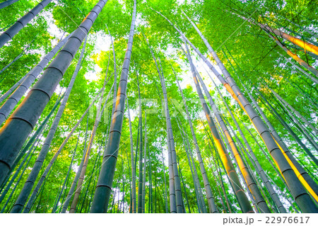 Bamboo forest with sunny in morning 22976617