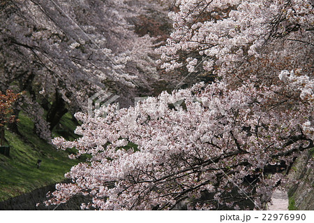 春の琵琶湖疏水の桜 22976990