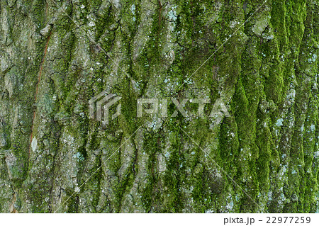 苔むした木の幹の写真素材