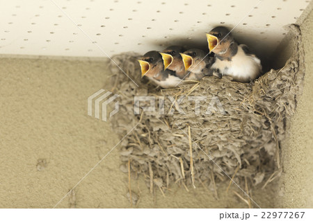 つばめ。 つばめ。 22977267