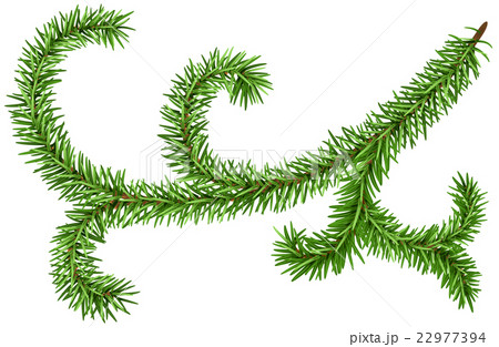 Decoration fir branch for Christmas wreath. Green 22977394