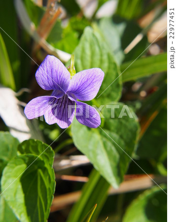 オオバタチツボスミレ 22977451