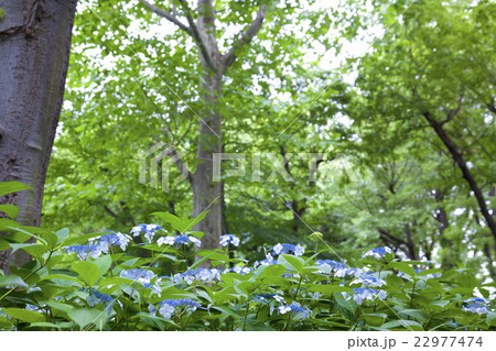 としまえんの紫陽花 22977474