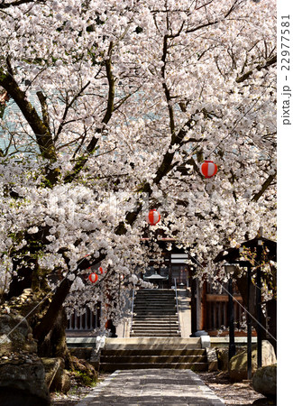 参道の桜 22977581