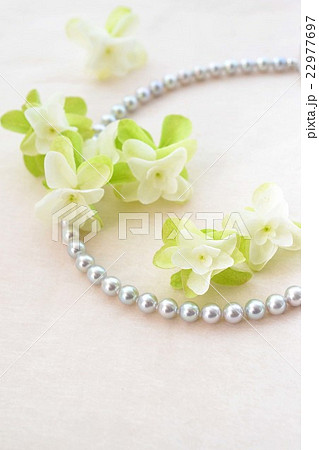 カシワバアジサイとグレーパール 22977697