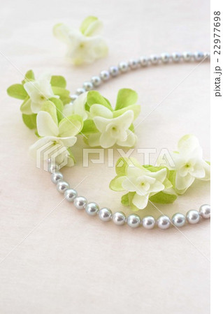 柏葉紫陽花とグレーパール 22977698