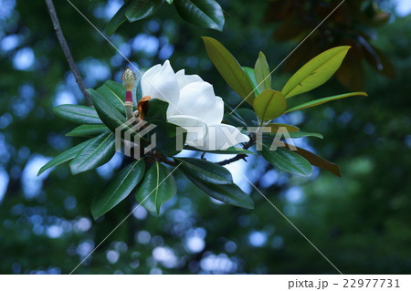 泰山木タイサンボク 花言葉は 壮麗 の写真素材