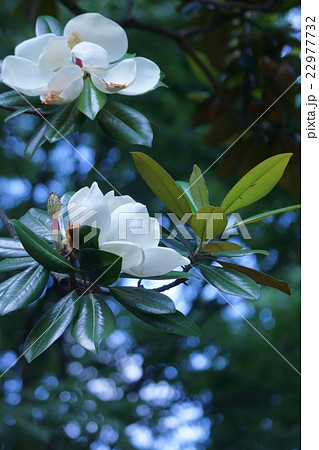 泰山木タイサンボク 花言葉は 壮麗 の写真素材