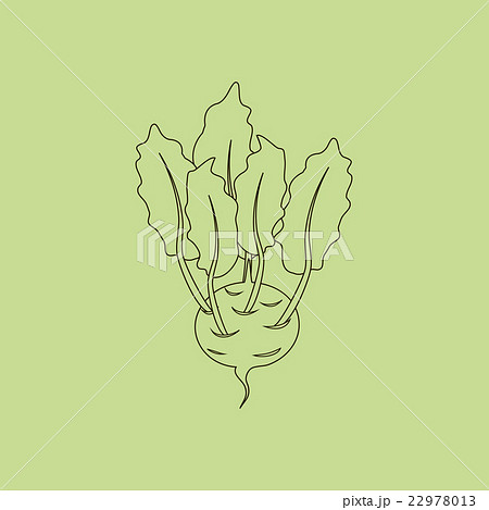 Kohlrabi Vegetable Icon 22978013