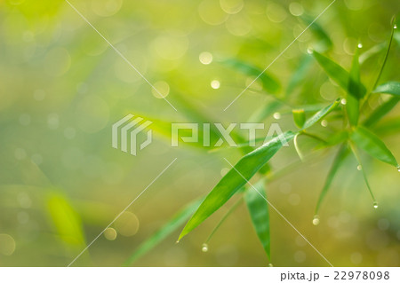 Twinkling lights blurred natural bokeh Twinkling lights blurred natural bokeh 22978098