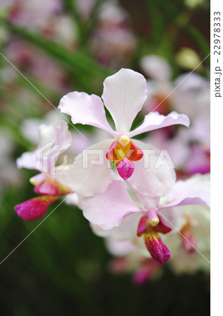 Beautiful Orchid flowers blooming. Beautiful Orchid flowers blooming. 22978333