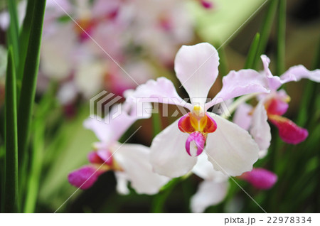 Beautiful Orchid flowers blooming. 22978334