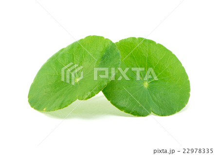 green asiatic pennywort on white background green asiatic pennywort on white background 22978335