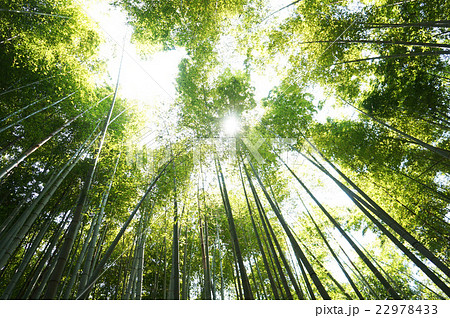 竹林 22978433