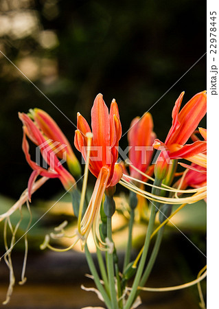 Closeup red eucrosia bicolor flower 22978445
