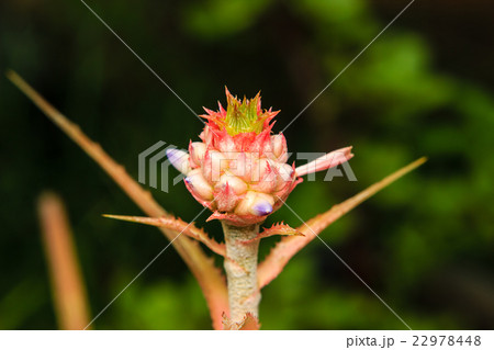 close up bromeliad or Urn Plant flower close up bromeliad or Urn Plant flower 22978448