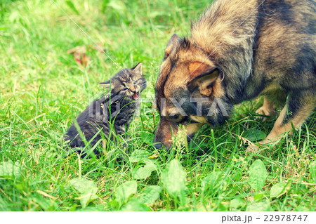 Big dog and small kitten Big dog and small kitten 22978747