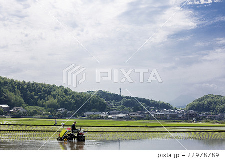 田植え 22978789