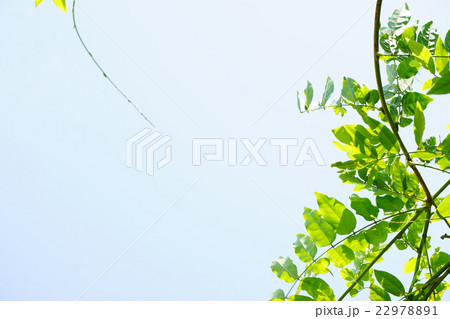 藤の葉と蔓9 22978891