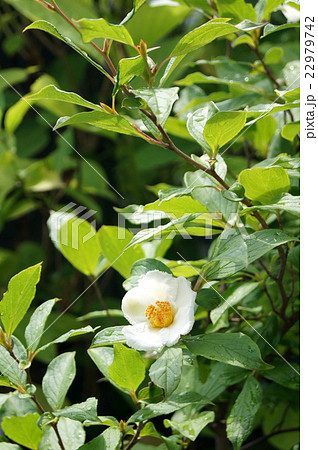 ナツツバキ（沙羅の木） 22979742