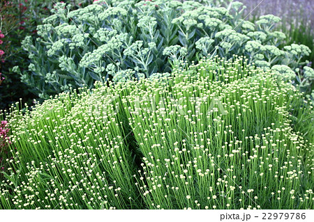 ロンドン紀行 その152 : 花と植物が織りなす色紙 その103 ロンドン紀行 その152 : 花と植物が織りなす色紙 その103 22979786
