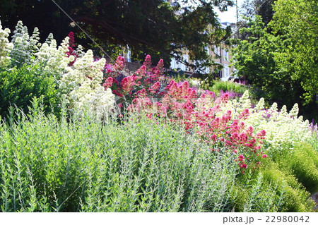 ロンドン紀行 その153 : 花と植物が織りなす色紙 その104 ロンドン紀行 その153 : 花と植物が織りなす色紙 その104 22980042