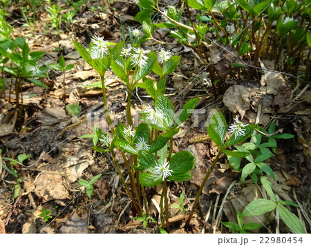 ヒトリシズカ 22980454