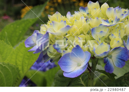 紫陽花⑩ 紫陽花⑩ 22980487