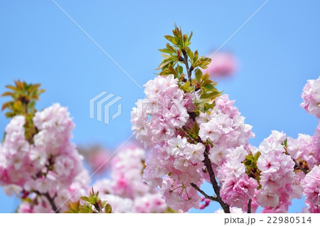 満開の桜（イトククリ） 22980514