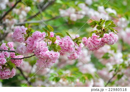 満開の桜（イトククリ） 22980518