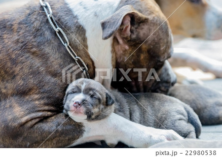 pitbull puppy dog pitbull puppy dog 22980538