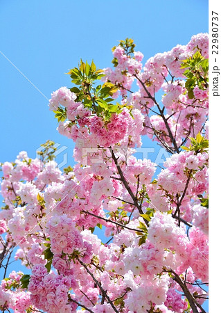 満開の桜（フクロクジュ） 22980737