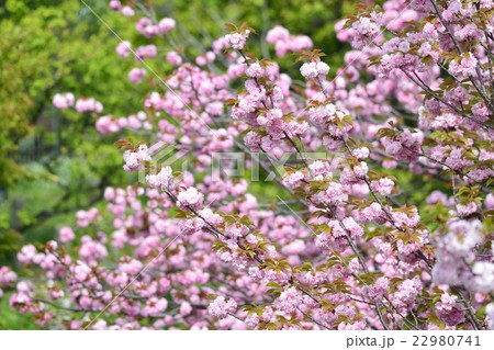 満開の桜(フクロクジュ) 満開の桜(フクロクジュ) 22980741