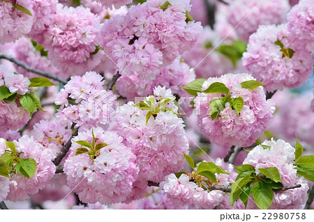 満開の桜(イトククリ) 満開の桜(イトククリ) 22980758